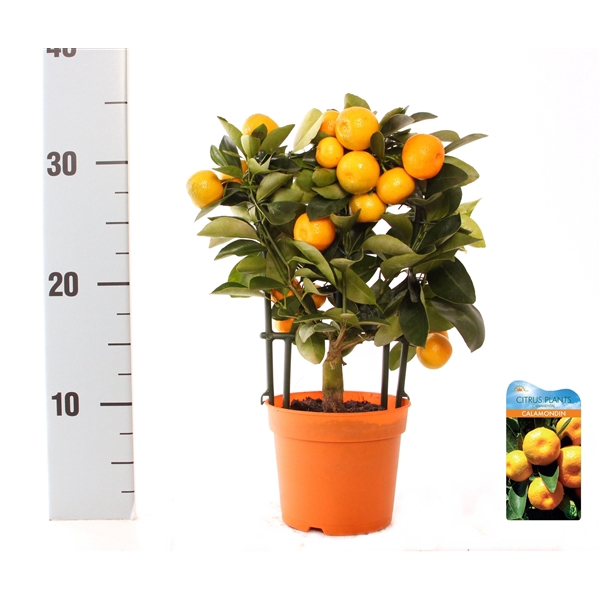 <h4>Citrus Calamondin rack/trellis</h4>