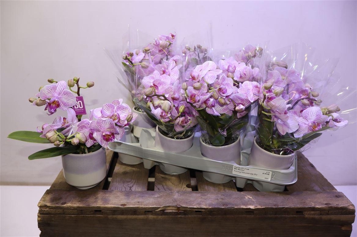 <h4>arr8 Phal Mf Candy Pink In Keramiek</h4>