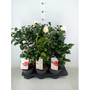 Camellia   ...mix 3
