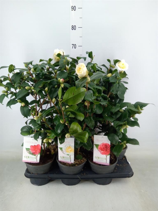 <h4>Camellia   ...mix 3</h4>