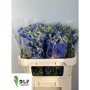 Delphinium Volkerfrieden 60cm