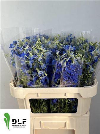 Delphinium Volkerfrieden 60cm