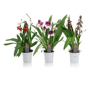 Inca Orchid mix 2-3 spike