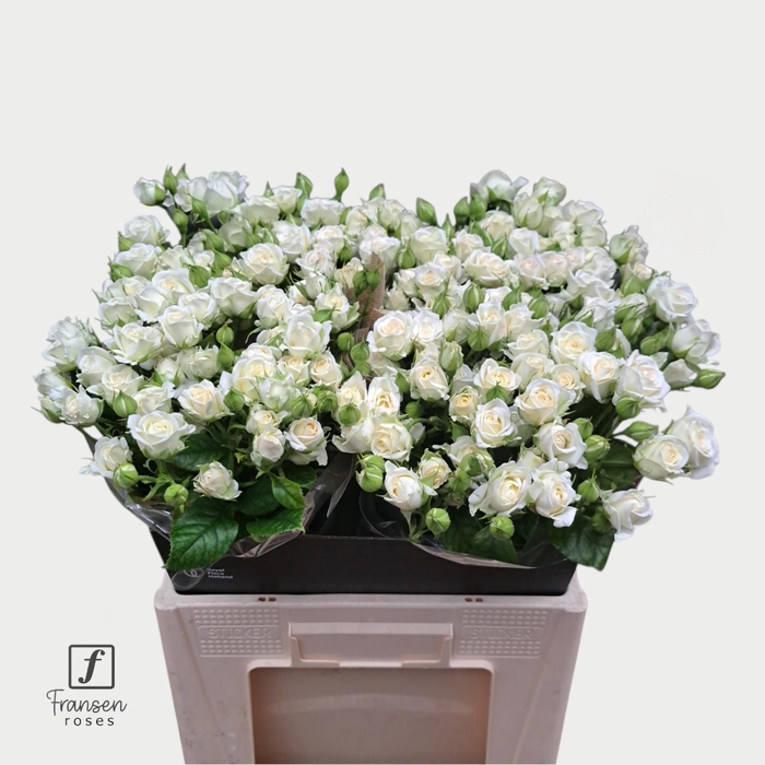 <h4>R TR Josephine 60cm</h4>