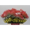 Nutans Ayoba Pink