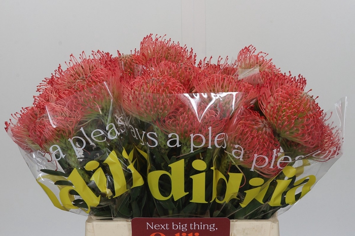 <h4>Nutans Ayoba Pink</h4>