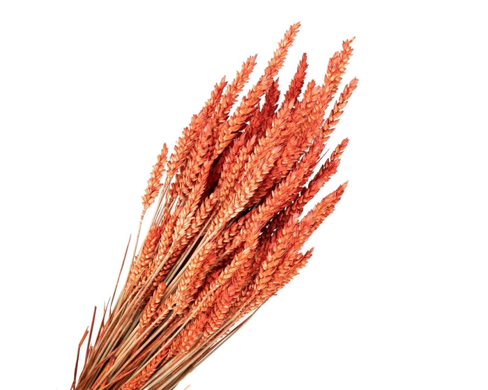 <h4>Tarwe Orange</h4>