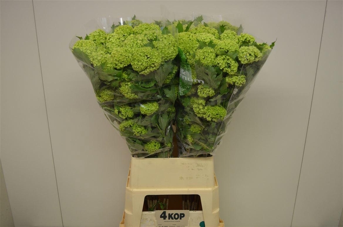 <h4>Viburnum Roseum St</h4>