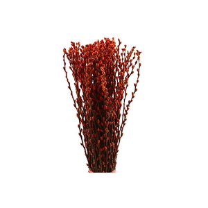 Salix Snowflake Klb Orange