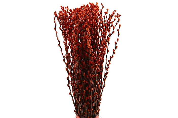 Salix Snowflake Klb Orange