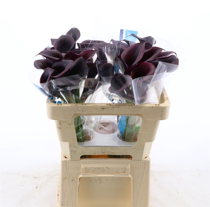 <h4>Calla Odessa</h4>