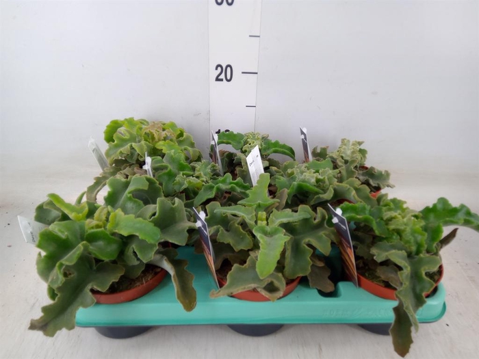 <h4>Kalanchoe NF   ...</h4>