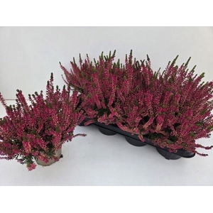 CALLU GA G FRANCA
