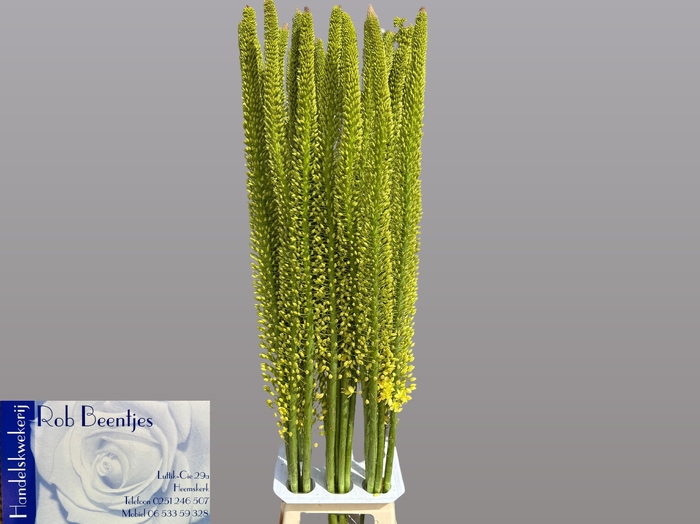 <h4>EREMURUS YELLOW REBE</h4>