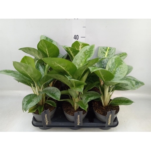 Aglaonema  'Lemon Mint'