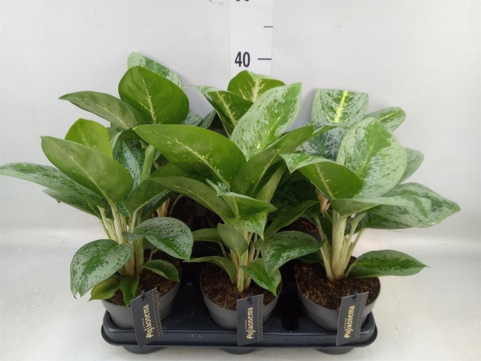 <h4>Aglaonema  'Lemon Mint'</h4>