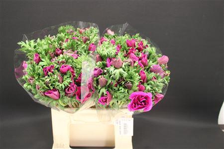 <h4>Anem Zwaar Orchid</h4>