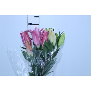 LIRIO ORIENTAL BACARDI 090 CM HT MIN 2 FLS