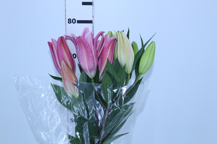 LIRIO ORIENTAL BACARDI 090 CM HT MIN 2 FLS