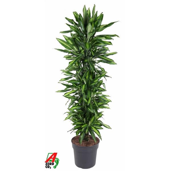 <h4>Dracaena fragrans Cintho</h4>