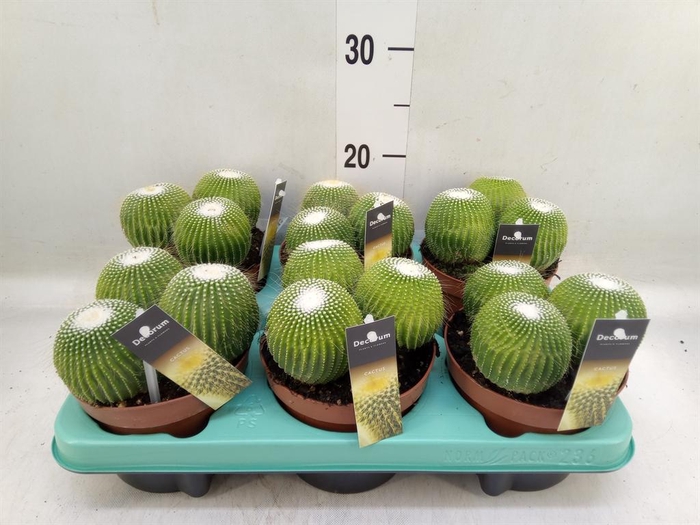 <h4>Cactus   ...</h4>