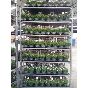 Pelargonium gran.   ..