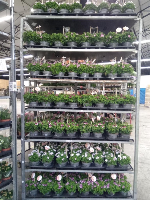 <h4>Pelargonium gran.   ..</h4>