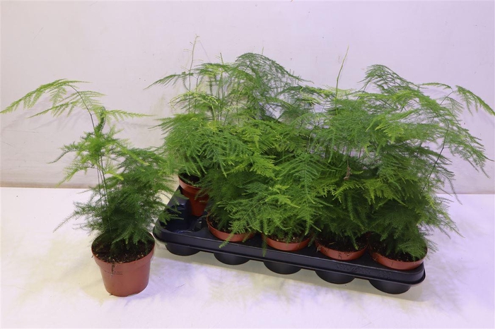 <h4>Aspar Setaceus</h4>