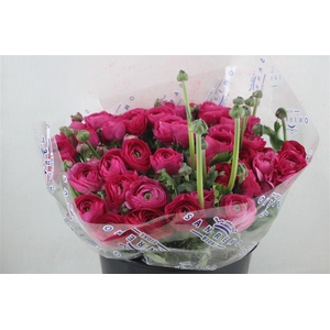 Ran Cloni Sup Spotlight