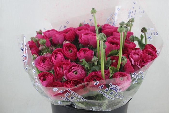 <h4>Ran Cloni Sup Spotlight</h4>