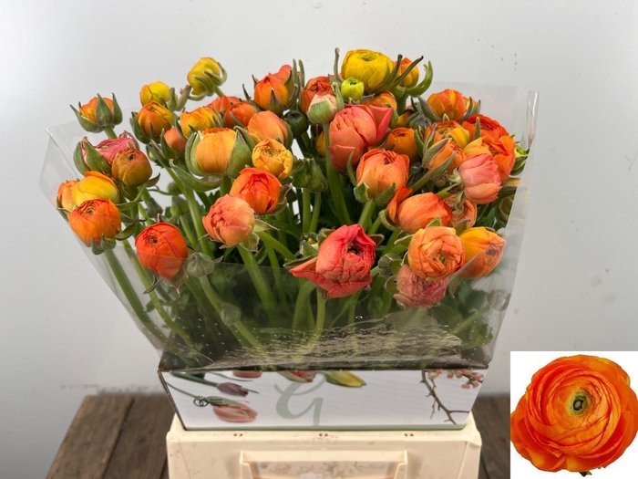 <h4>RAN EL ORANGE</h4>