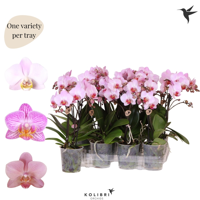 <h4>Kolibri Orchids Phalaenopsis Mineral pink 2 spike no potcover</h4>