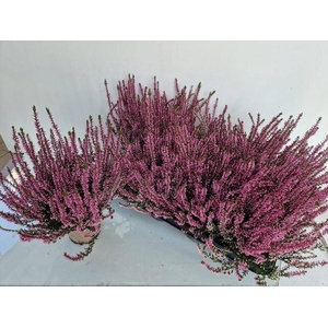 CALLU GA G ROSITA P12