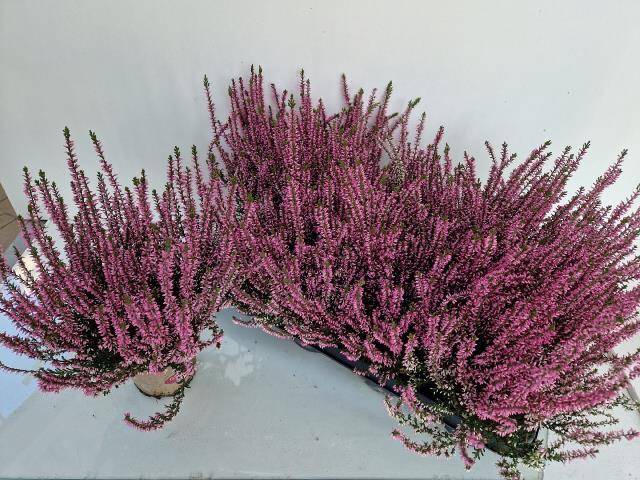 <h4>CALLU GA G ROSITA P12</h4>