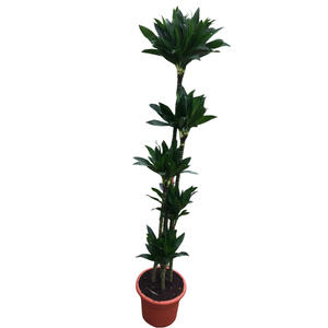 Dracaena overig