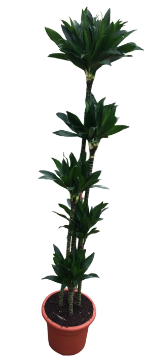 <h4>Dracaena overig</h4>