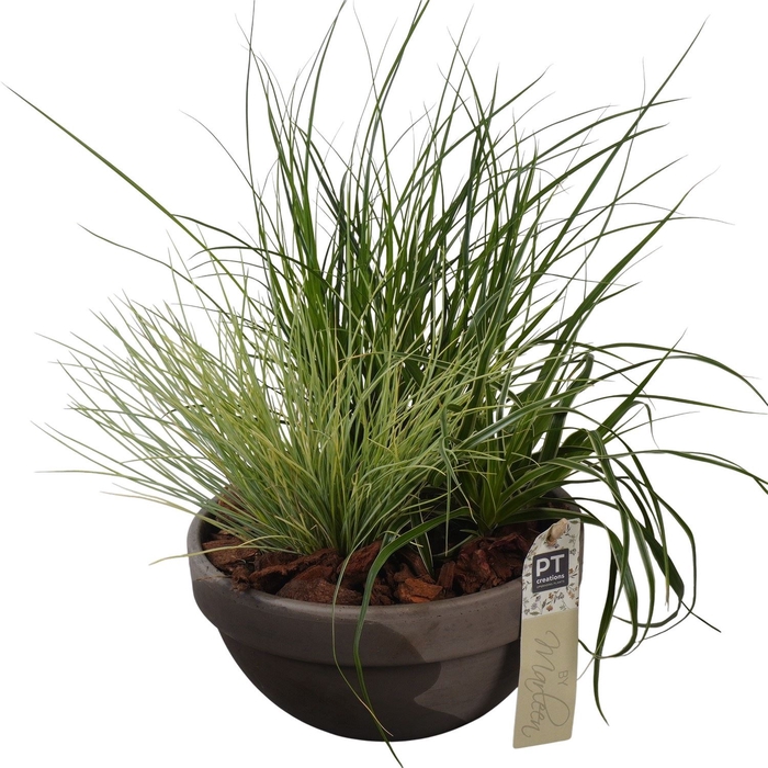 <h4>Arr.   Tuinplanten L%</h4>