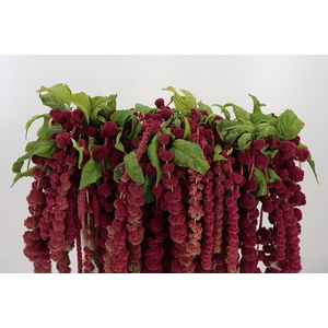 Amaranthus Caudatus Rosary