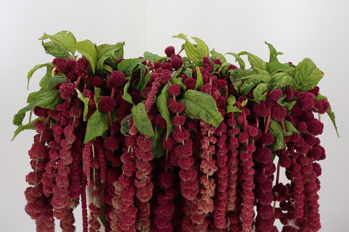 <h4>Amaranthus Caudatus Rosary</h4>