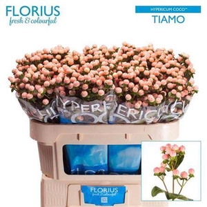 Hyp Coco Tiamo 70cm
