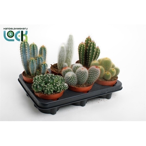 Cactus gemengd 3 soorten