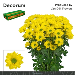 Chr T Copa Decorum