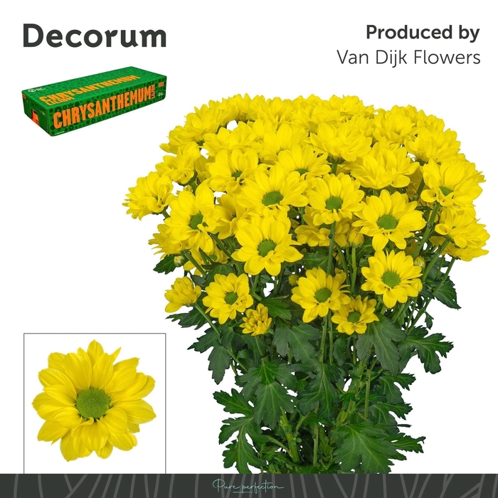 <h4>Chr T Copa Decorum</h4>