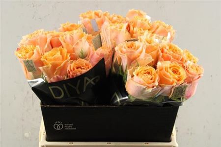 <h4>R Gr Carpe Diem+</h4>