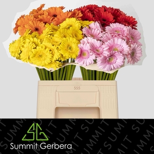 GE MI MIXED 4 COLOUR ON WATER 996 NO RED