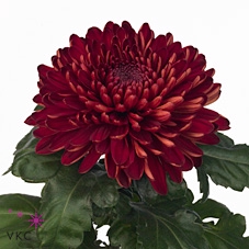 Chr G Sheer Red