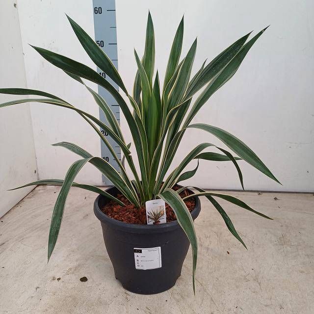 <h4>YUCCA GLORIOSA</h4>