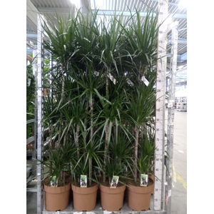 Dracaena marg.