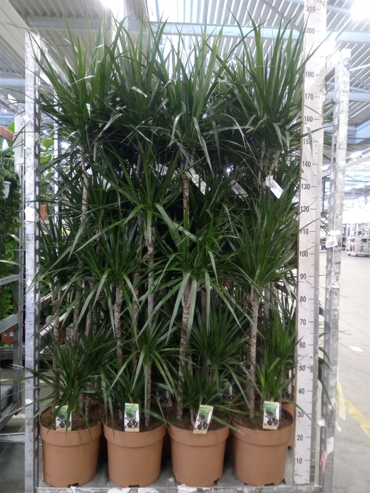<h4>Dracaena marg.</h4>