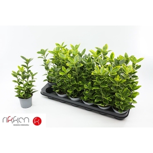 EUONYMUS JA AUREOMAR